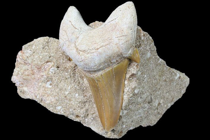 Otodus Shark Tooth Fossil In Rock - Eocene #87006